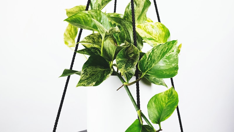 欧洲冠军联赛直播 - 欧冠决赛多机位视角画面